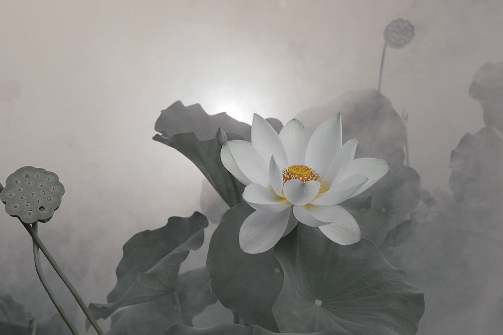 Khi có tang, người Việt thường báo tang âm thầm bằng hình ảnh hoa sen tối màu